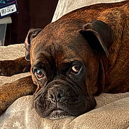 Malabar participe au concours pour gagner de l'argent avec cette photo : dog, boxer, brown, pet, animal, lying_down, blanket, indoors, closeup, face, snout, ears, fur, resting, canine, expression, cozy, soft, sleepy, companion