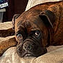 dog, boxer, brown, pet, animal, lying_down, blanket, indoors, closeup, face, snout, ears, fur, resting, canine, expression, cozy, soft, sleepy, companion
