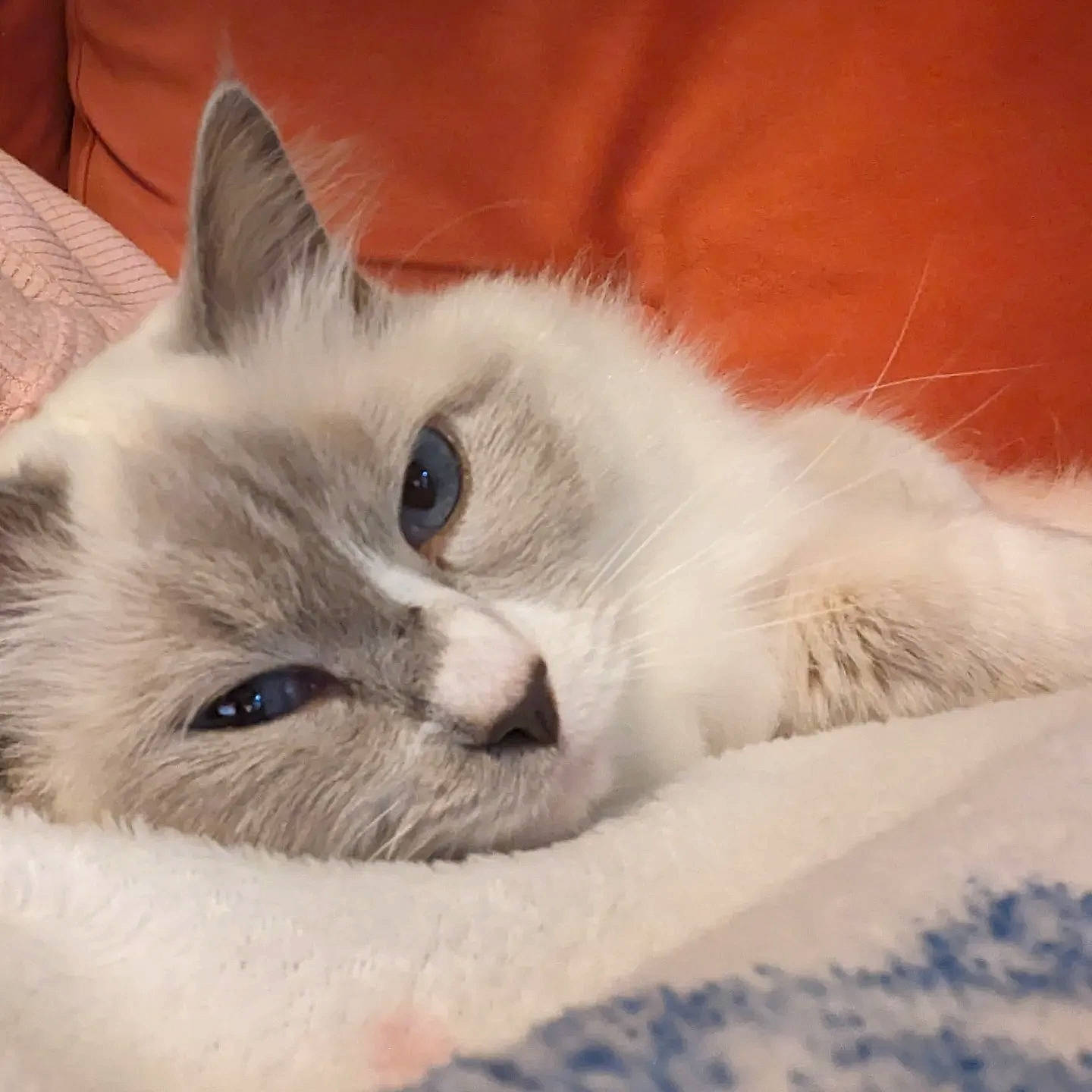 Frost joined the competition — help win amazing prizes! carnivore, cat, claw, comfort, felidae, fur, iris, paw, ragdoll, small_to_medium_sized_cats, snout, whiskers