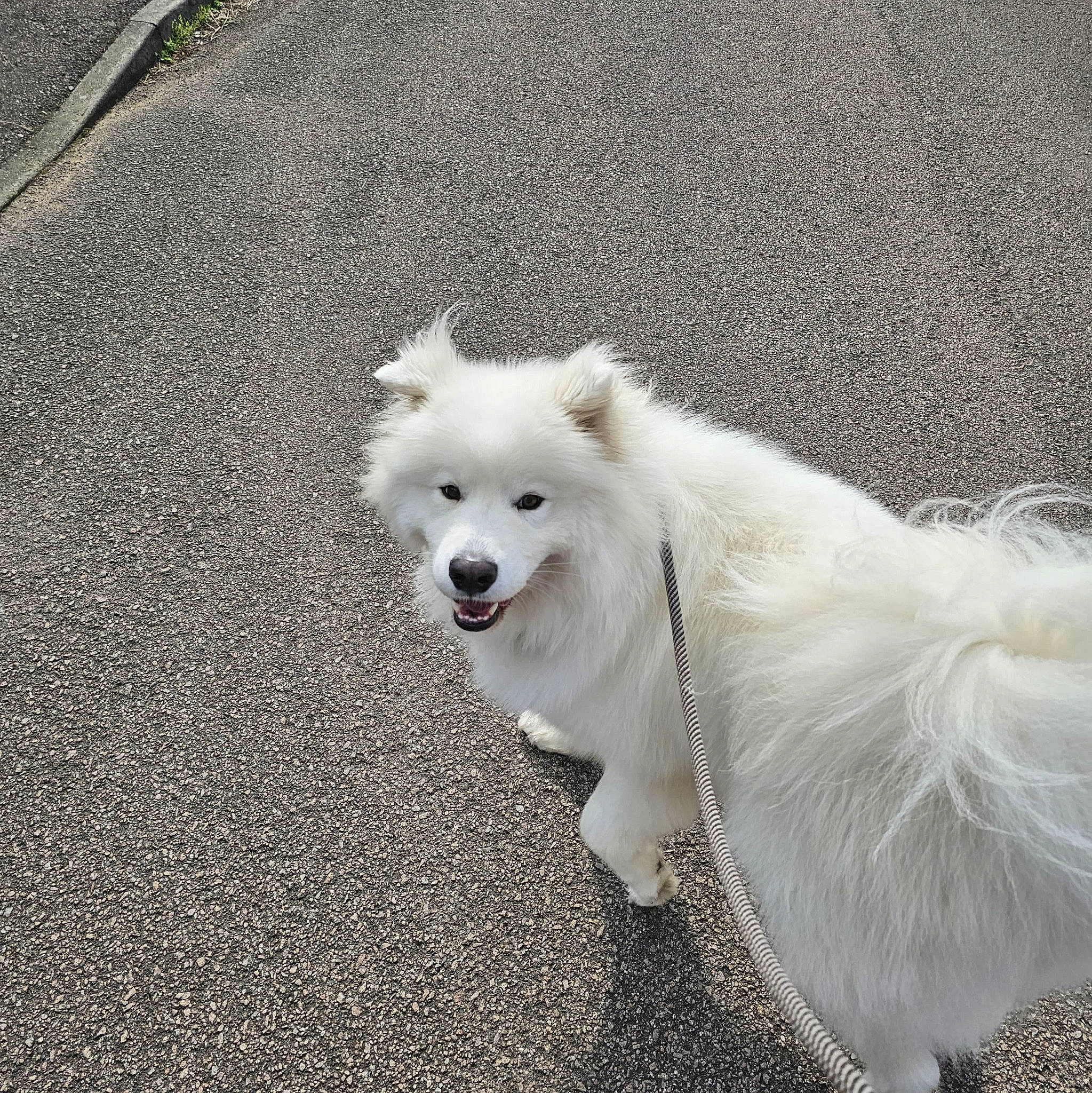 Nova is registered to the contest to win money with this photo: american_eskimo_dog, canidae, carnivore, companion_dog, dog, dog_breed, fur, german_spitz, german_spitz_mittel, indian_spitz, japanese_spitz, non_sporting_group, samoyed, snout, spitz, sporting_group, tail, volpino_italiano, working_animal, working_dog