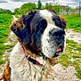 animal, canine, cloudy_sky, collar, countryside, daytime, dirt_path, dog, fur, grass, greenery, large_dog, leash, mammal, nature, outdoor, pet, resting, saint_bernard, walking_path