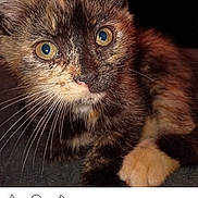 Snickers is registered to the contest to win money with this photo: animal, cat, close_up, cute, dark_background, eyes, face, feline, fur, indoor, kitten, pet, portrait, post, resting, screenshot, social_media, tortoiseshell, whiskers, young