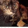 kitten, cat, close_up, tortoiseshell, pet, animal, whiskers, face, eyes, fur, resting, indoor, dark_background, social_media, screenshot, post, cute, young, portrait, feline