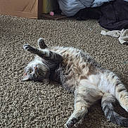 Millie joined the competition — help win amazing prizes! cat, tabby_cat, carpet, stretching, indoor, pet, feline, curious, belly_up, gray_fur, whiskers, paws, box, blanket, cozy, relaxed, home, animal, cute, playful