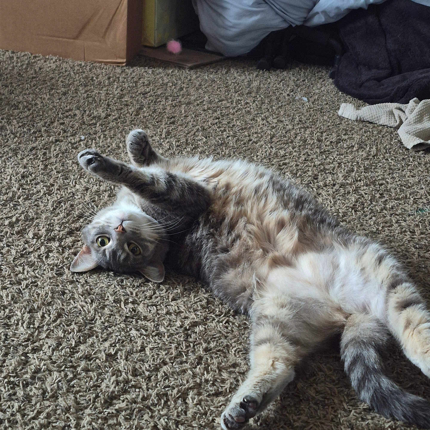 Millie joined the competition — help win amazing prizes! cat, tabby_cat, carpet, stretching, indoor, pet, feline, curious, belly_up, gray_fur, whiskers, paws, box, blanket, cozy, relaxed, home, animal, cute, playful