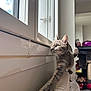cat, tabby, stretching, radiator, window, reflection, indoor, curious, feline, whiskers, green_eyes, plush_toy, minnie_mouse, furniture, household, sunlight, wall, cozy, pet, domestic_animal