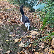 Ziyah participe au concours pour gagner de l'argent avec cette photo : cat, black_and_white, animal, outdoor, forest, leaves, autumn, path, nature, walking, tail, greenery, plants, bushes, ground, daylight, curious, mammal, fur, whiskers