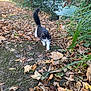 cat, black_and_white, animal, outdoor, forest, leaves, autumn, path, nature, walking, tail, greenery, plants, bushes, ground, daylight, curious, mammal, fur, whiskers
