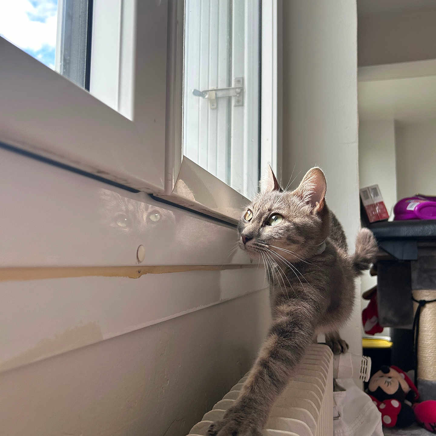 Liyah a rejoint le concours — aidez-le/la à gagner de superbes lots ! cat, cozy, curious, domestic_animal, feline, furniture, green_eyes, household, indoor, minnie_mouse, pet, plush_toy, radiator, reflection, stretching, sunlight, tabby, wall, whiskers, window