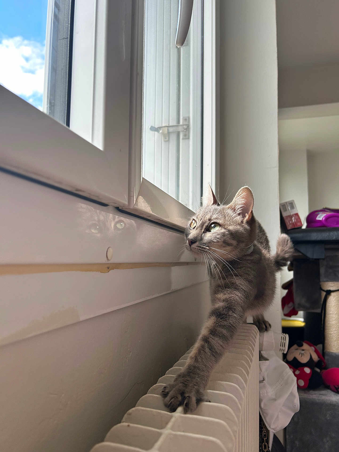 Liyah a rejoint le concours — aidez-le/la à gagner de superbes lots ! cat, tabby, stretching, radiator, window, reflection, indoor, curious, feline, whiskers, green_eyes, plush_toy, minnie_mouse, furniture, household, sunlight, wall, cozy, pet, domestic_animal