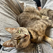 Liyah participe au concours pour gagner de l'argent avec cette photo : cat, tabby_cat, green_eyes, pet, animal, feline, lap, jeans, denim, gray_fur, whiskers, collar, relaxed, indoor, close_up, cute, domestic_cat, comfortable, person, casual_clothing