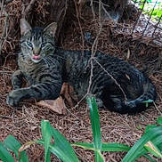 Lenny is registered to the contest to win money with this photo: animal, cat, ears, feline, fur, greenery, ground, leaves, nature, outdoor, pet, pine_needles, playful, relaxed, resting, tabby, tongue_out, tree_roots, whiskers, wildlife