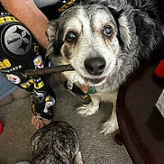 Shadow Scott joined the competition — help win amazing prizes! dog, stick, person, pajamas, pittsburgh_steelers, indoor, carpet, table, animal, pet, fur, muzzle, paw, clothing, sitting, looking_up, close_up, two_dogs, home, relaxed