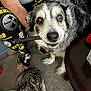 dog, stick, person, pajamas, pittsburgh_steelers, indoor, carpet, table, animal, pet, fur, muzzle, paw, clothing, sitting, looking_up, close_up, two_dogs, home, relaxed