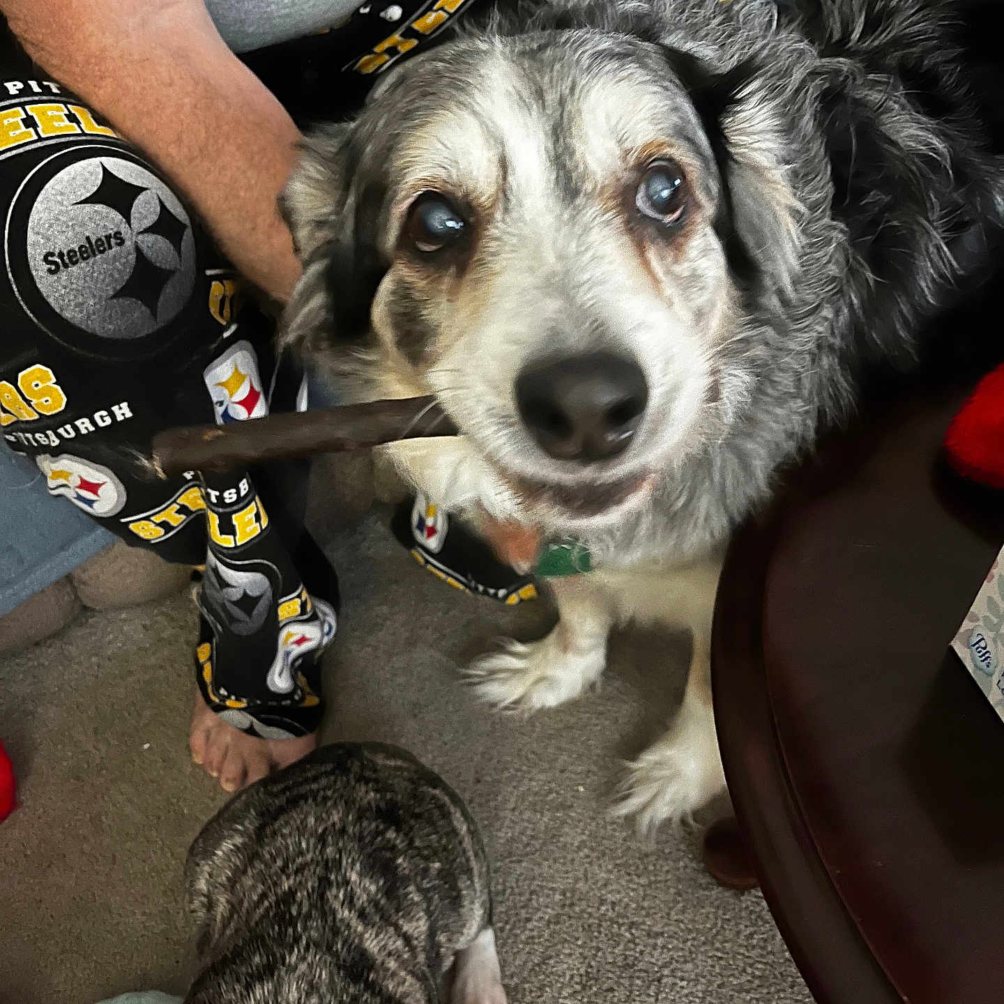 Shadow Scott joined the competition — help win amazing prizes! animal, carpet, close_up, clothing, dog, fur, home, indoor, looking_up, muzzle, pajamas, paw, person, pet, pittsburgh_steelers, relaxed, sitting, stick, table, two_dogs