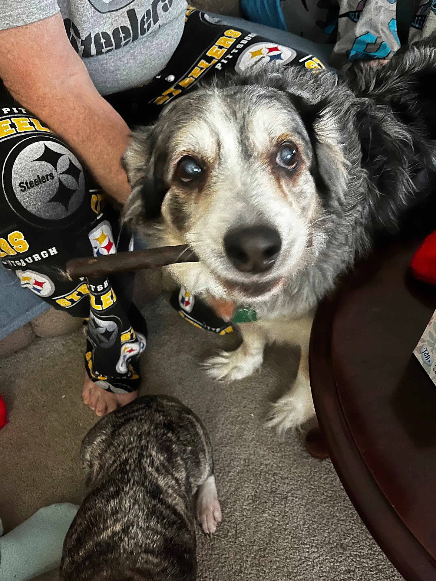 Shadow Scott joined the competition — help win amazing prizes! dog, stick, person, pajamas, pittsburgh_steelers, indoor, carpet, table, animal, pet, fur, muzzle, paw, clothing, sitting, looking_up, close_up, two_dogs, home, relaxed