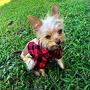 Chewie is registered to the contest to win money with this photo: dog, small_dog, grass, outdoor, pet_clothing, red_checkered_shirt, beige_pants, ears, fur, cute, animal, sitting, sunlight, nature, greenery, canine, portrait, fluffy, playful, daytime