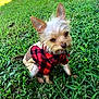 dog, small_dog, grass, outdoor, pet_clothing, red_checkered_shirt, beige_pants, ears, fur, cute, animal, sitting, sunlight, nature, greenery, canine, portrait, fluffy, playful, daytime