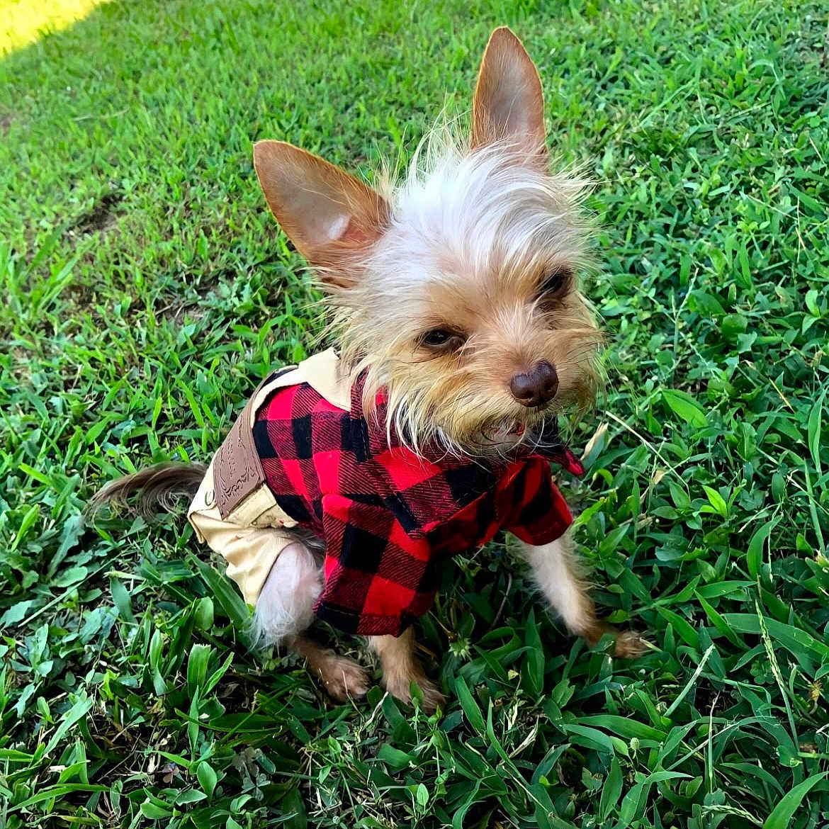 Chewie is registered to the contest to win money with this photo: animal, beige_pants, canine, cute, daytime, dog, ears, fluffy, fur, grass, greenery, nature, outdoor, pet_clothing, playful, portrait, red_checkered_shirt, sitting, small_dog, sunlight