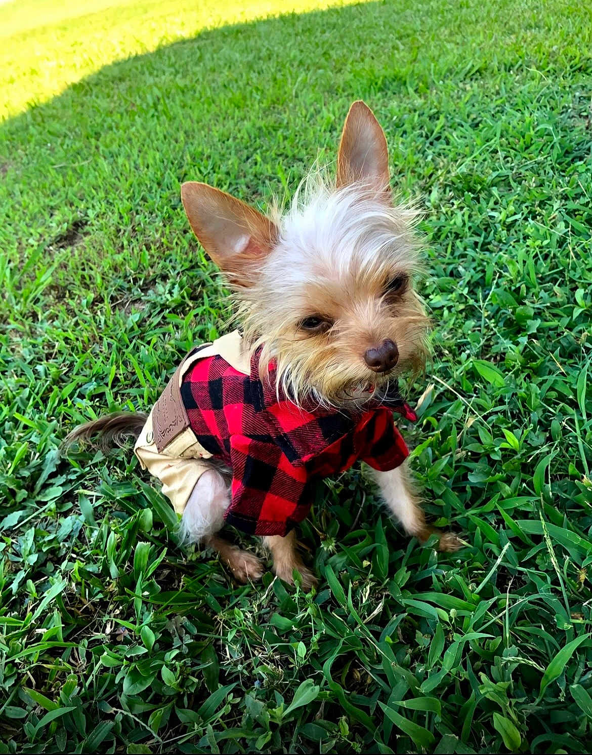 Chewie is registered to the contest to win money with this photo: dog, small_dog, grass, outdoor, pet_clothing, red_checkered_shirt, beige_pants, ears, fur, cute, animal, sitting, sunlight, nature, greenery, canine, portrait, fluffy, playful, daytime
