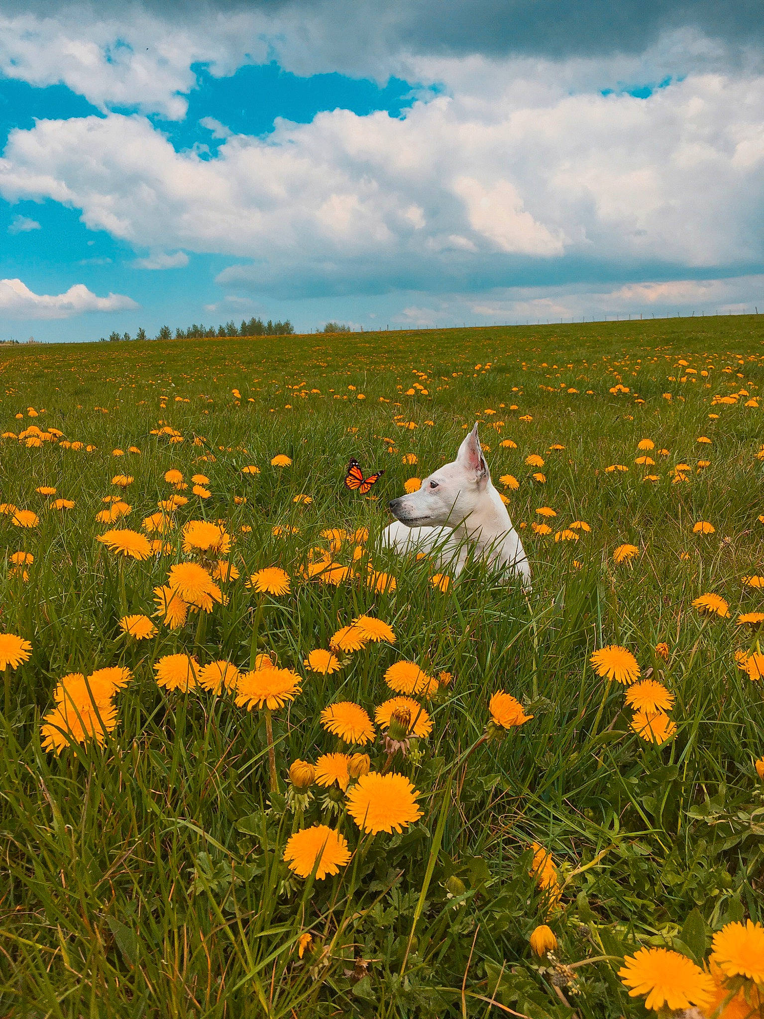 Jypsy participe au concours pour gagner de l'argent avec cette photo : cloud, ecoregion, field, flower, flowering_plant, forb, grass, grass_family, grassland, horizon, meadow, natural_environment, natural_landscape, plant, prairie, sky, spring, steppe, sulfur_cosmos, wildflower
