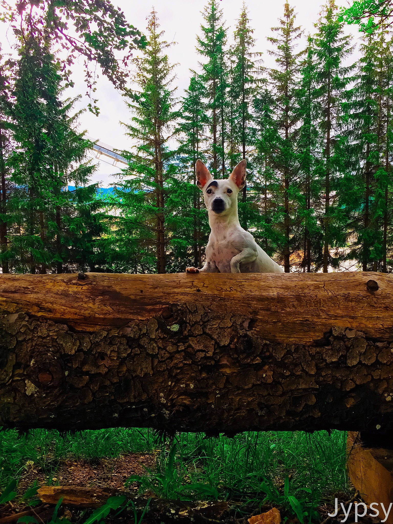 Jypsy a rejoint le concours — aidez-le/la à gagner de superbes lots ! biome, canidae, carnivore, conifer, dog, dog_breed, fawn, forest, non_sporting_group, pine_family, plant, shrub, tail, tree, trunk, wildlife, wood, woodland, woody_plant