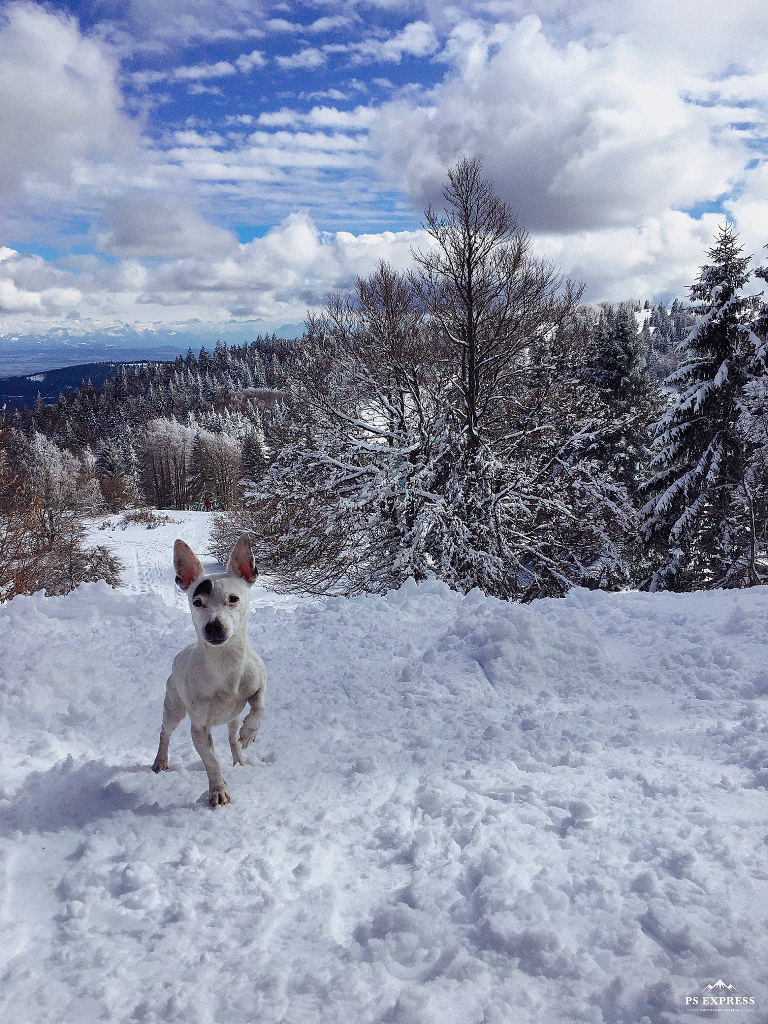 Jypsy participe au concours pour gagner de l'argent avec cette photo : blizzard, canidae, carnivore, dog, dog_breed, dog_walking, fox_terrier, freezing, frost, hunting_dog, jack_russell_terrier, parson_russell_terrier, russell_terrier, sky, snow, sporting_group, terrier, tree, winter