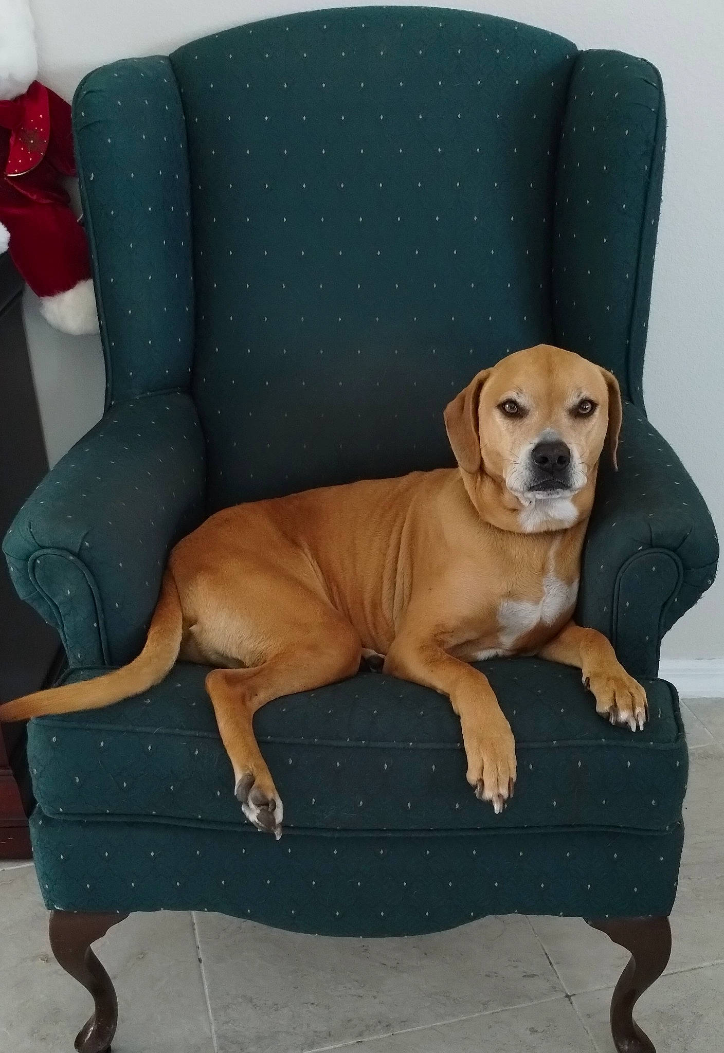 Ruckus joined the competition — help win amazing prizes! carnivore, chair, collar, comfort, companion_dog, couch, dog, dog_breed, dog_collar, dog_supply, fawn, flooring, furniture, hardwood, liver, pet_supply, snout, sporting_group, wood, working_animal
