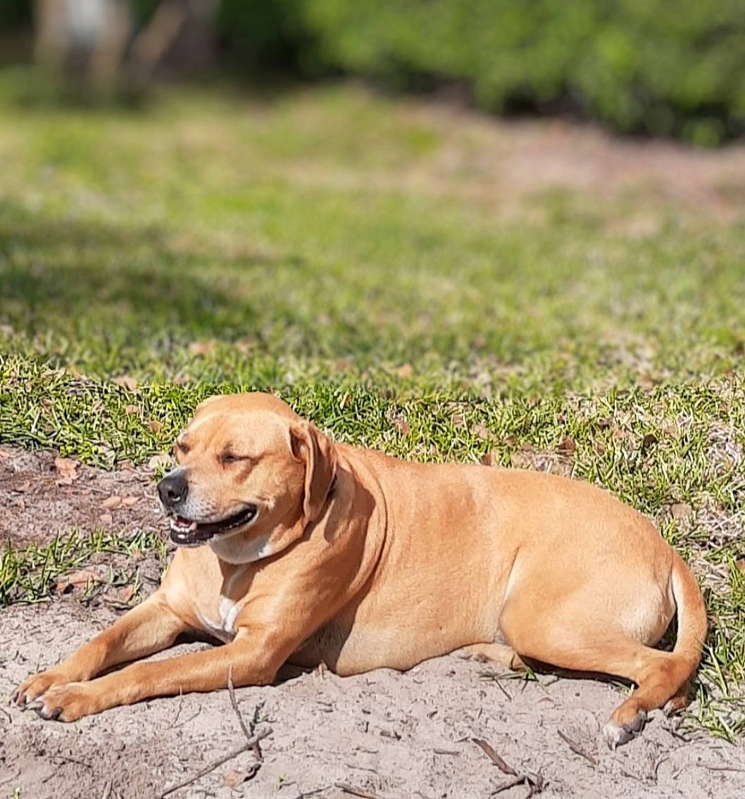 Ruckus is registered to the contest to win money with this photo: canidae, carnivore, collar, companion_dog, dog, dog_breed, dog_collar, fawn, grass, grassland, gun_dog, landscape, liver, paw, soil, sporting_group, tail, terrestrial_animal, working_animal, working_dog