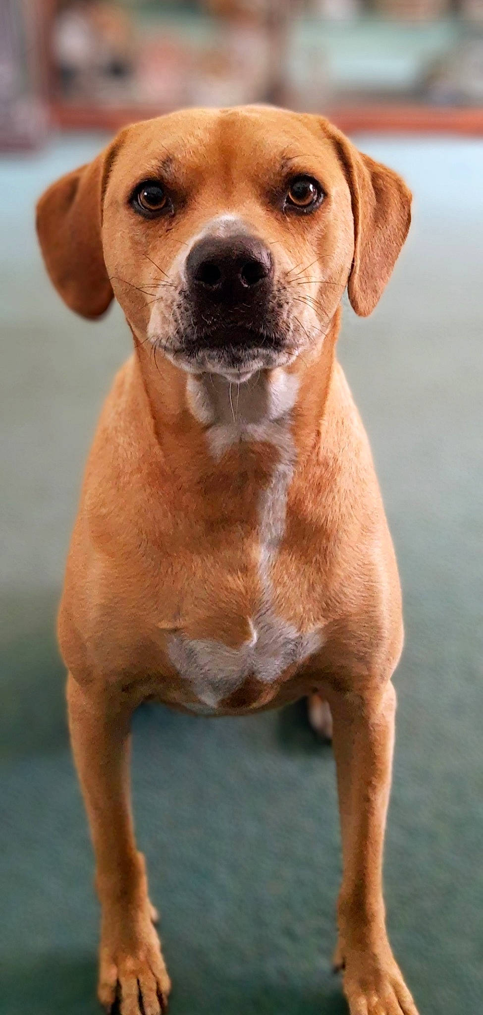 Ruckus is registered to the contest to win money with this photo: ancient_dog_breeds, balance, canidae, carnivore, collar, companion_dog, dog, dog_breed, dog_collar, ear, eye, fawn, hunting_dog, liver, snout, sporting_group, terrestrial_animal, whiskers, working_animal, working_dog