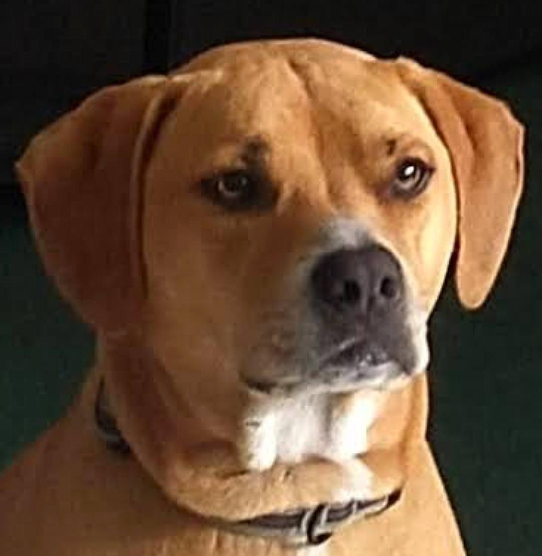 Ruckus is registered to the contest to win money with this photo: canidae, carnivore, collar, companion_dog, dog, dog_breed, dog_collar, dog_supply, ear, fawn, fur, hunting_dog, liver, non_sporting_group, pet_supply, snout, sporting_group, terrestrial_animal, whiskers, working_animal