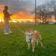 Vasko a rejoint le concours — aidez-le/la à gagner de superbes lots ! dog, shiba_inu, person, leash, grass, sunset, sky, clouds, tree, field, nature, outdoor, standing, pet, animal, park, casual_clothing, silhouette, calm, scenic
