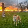 dog, shiba_inu, person, leash, grass, sunset, sky, clouds, tree, field, nature, outdoor, standing, pet, animal, park, casual_clothing, silhouette, calm, scenic