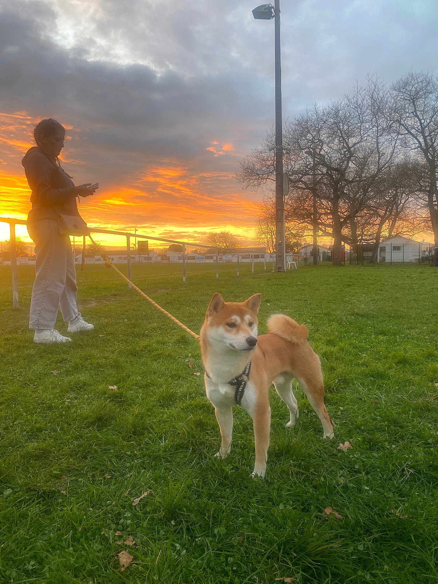 Vasko a rejoint le concours — aidez-le/la à gagner de superbes lots ! dog, shiba_inu, person, leash, grass, sunset, sky, clouds, tree, field, nature, outdoor, standing, pet, animal, park, casual_clothing, silhouette, calm, scenic