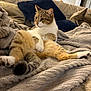 Oscar participe au concours pour gagner de l'argent avec cette photo : animal, blanket, cat, comfort, couch, cozy, cute, domestic_cat, feline, fur, indoor, living_room, pet, pillow, relaxed, resting, seated, soft_texture, tabby_cat, whiskers