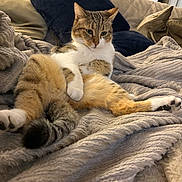 Oscar a rejoint le concours — aidez-le/la à gagner de superbes lots ! animal, blanket, cat, comfort, cozy, cushion, ears, feline, fur, home, indoor, lounging, paw, pet, relaxed, resting, soft, tabby_cat, tail, whiskers