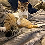 animal, blanket, cat, comfort, cozy, cushion, ears, feline, fur, home, indoor, lounging, paw, pet, relaxed, resting, soft, tabby_cat, tail, whiskers