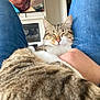 cat, person, legs, blue_jeans, indoor, television, sleeping, feline, hand, cozy, resting, casual, home, relaxation, close_up, tabby, whiskers, comfort, portrait, furniture