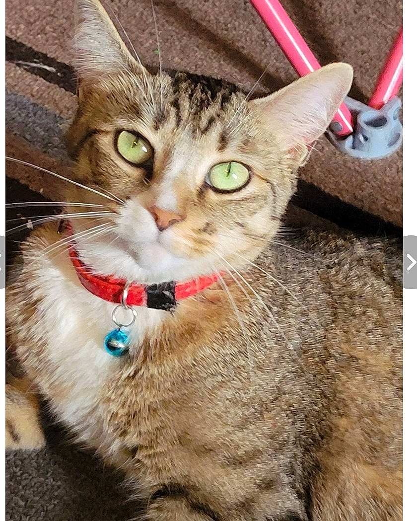 Raven is registered to the contest to win money with this photo: carnivore, cat, claw, collar, domestic_short_haired_cat, felidae, fur, paw, photo_caption, rectangle, small_to_medium_sized_cats, snout, tail, terrestrial_animal, whiskers, wildlife