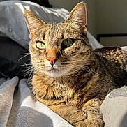 Luna joined the competition — help win amazing prizes! cat, tabby, pet, animal, bed, sunlight, fur, close_up, whiskers, green_eyes, relaxing, cozy, indoor, sleepy, comfort, domestic, feline, portrait, resting, warm