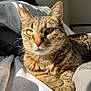 cat, tabby, pet, animal, bed, sunlight, fur, close_up, whiskers, green_eyes, relaxing, cozy, indoor, sleepy, comfort, domestic, feline, portrait, resting, warm