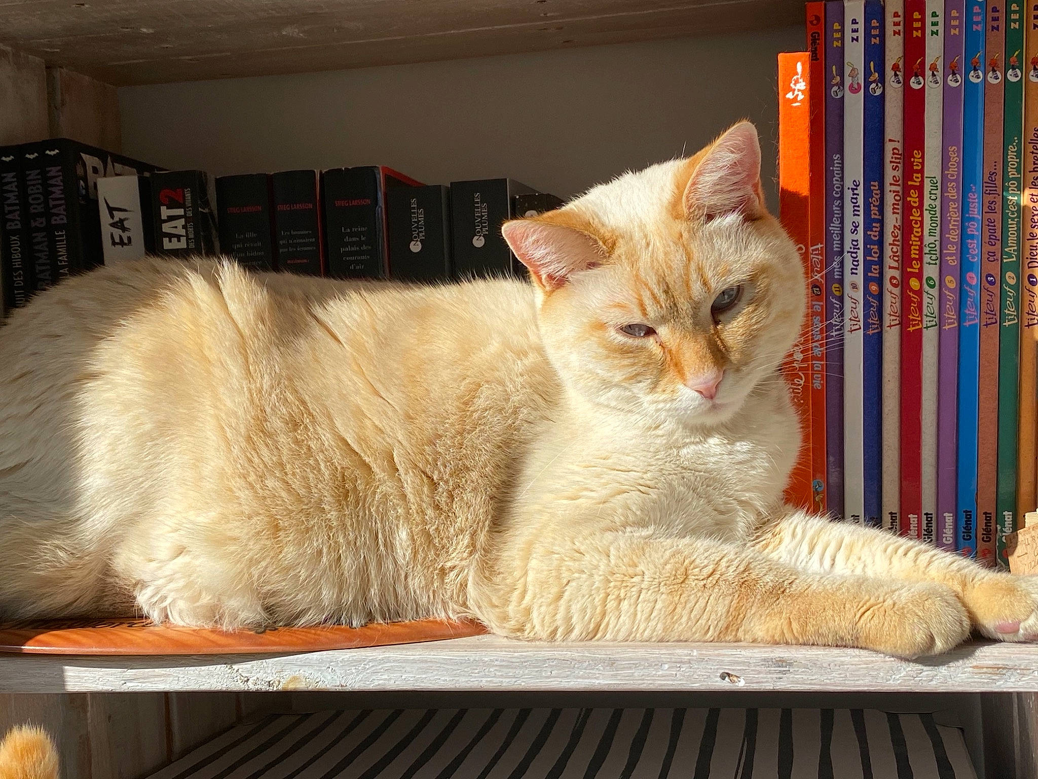 Napech a rejoint le concours — aidez-le/la à gagner de superbes lots ! book, bookcase, carnivore, cat, cat_supply, comfort, domestic_short_haired_cat, fawn, felidae, fur, publication, rectangle, shelf, small_to_medium_sized_cats, snout, table, tail, whiskers, window, wood