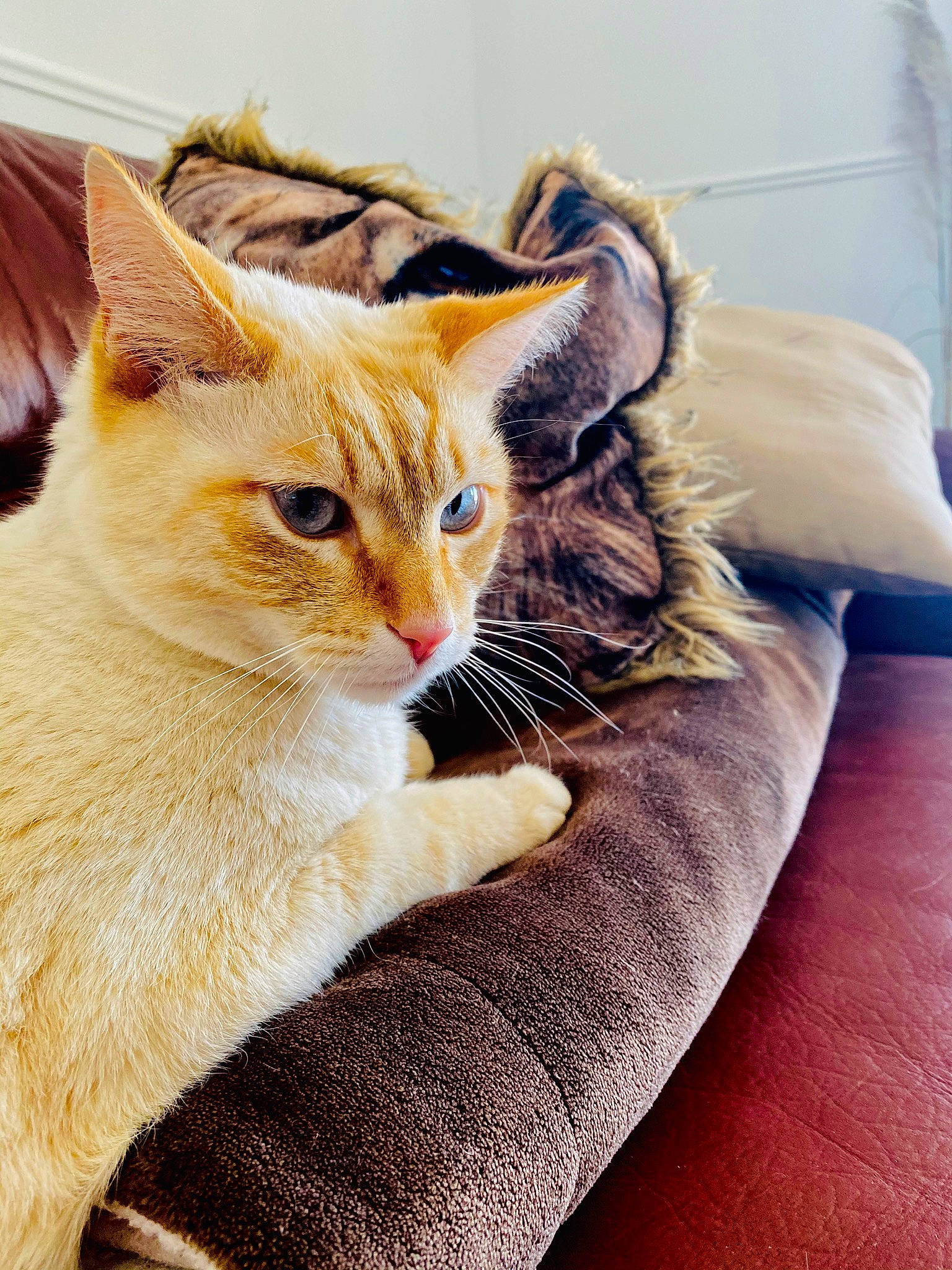 Napech a rejoint le concours — aidez-le/la à gagner de superbes lots ! carnivore, cat, claw, collar, comfort, couch, domestic_short_haired_cat, door, ear, eye, fawn, felidae, fur, gesture, mammal, paw, small_to_medium_sized_cats, tail, vertebrate, whiskers