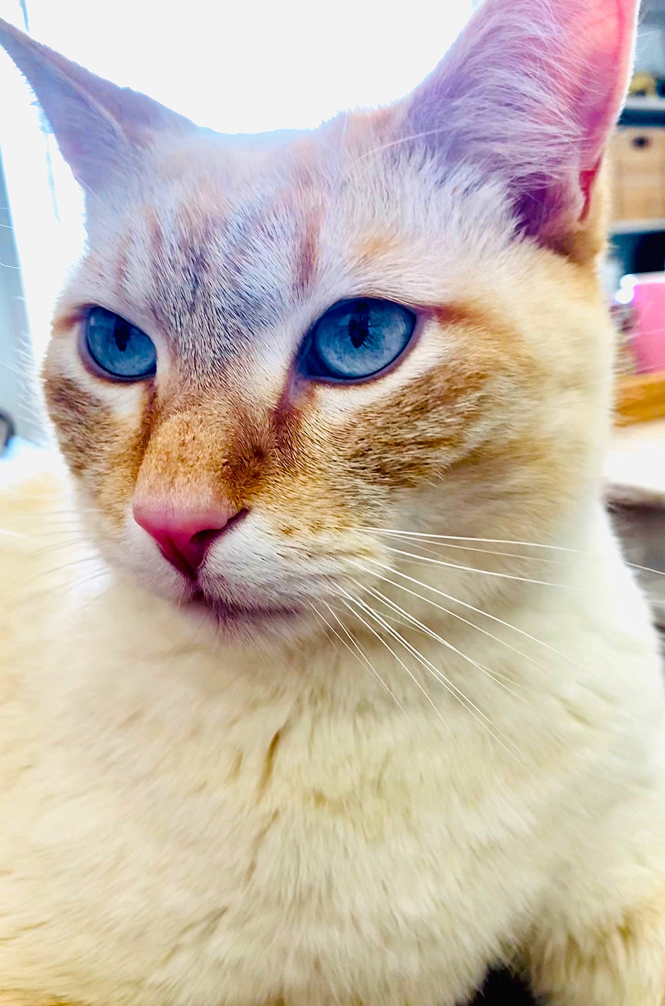 Napech participe au concours pour gagner de l'argent avec cette photo : carnivore, cat, cat_supply, collar, comfort, domestic_short_haired_cat, fawn, felidae, fur, iris, paw, pet_supply, small_to_medium_sized_cats, snout, whiskers, window