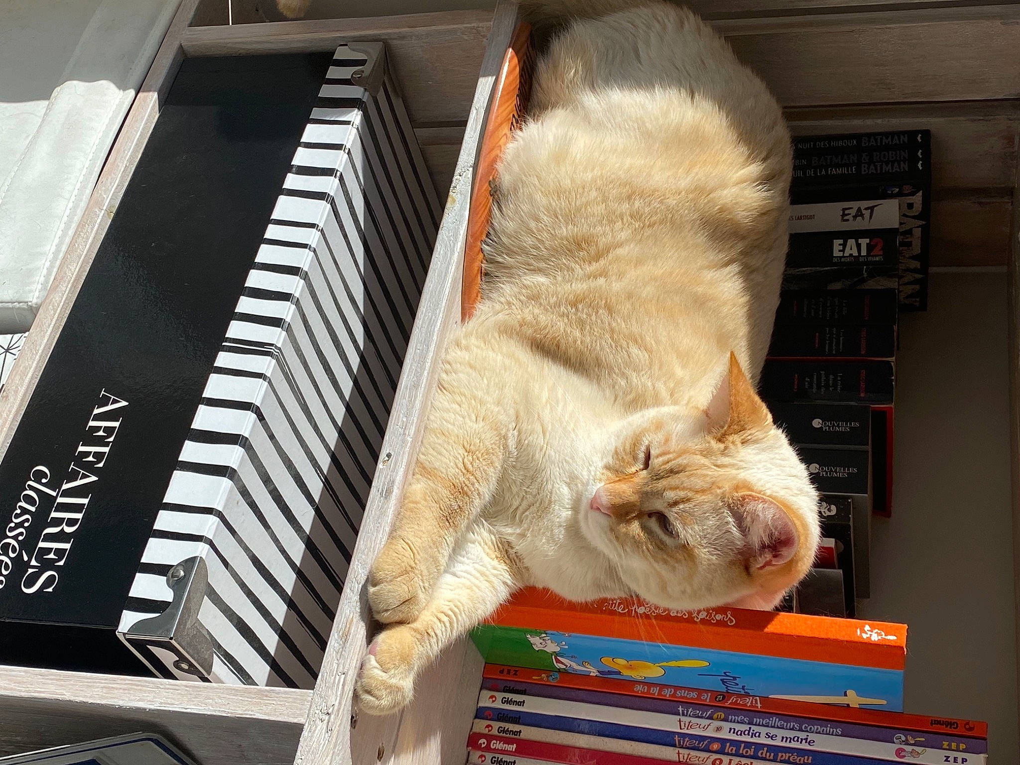 Napech participe au concours pour gagner de l'argent avec cette photo : book, canidae, carnivore, cat, domestic_short_haired_cat, fawn, felidae, fur, keyboard, musical_instrument, musical_instrument_accessory, piano, publication, shelf, small_to_medium_sized_cats, snout, sporting_group, tail, whiskers, wood