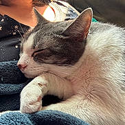 Phineas joined the competition — help win amazing prizes! cat, sleeping, feline, pet, closeup, blanket, cozy, indoor, person, shirt, star_pattern, fur, whiskers, paw, resting, nap, soft_texture, sunlight, warm_light, comfort