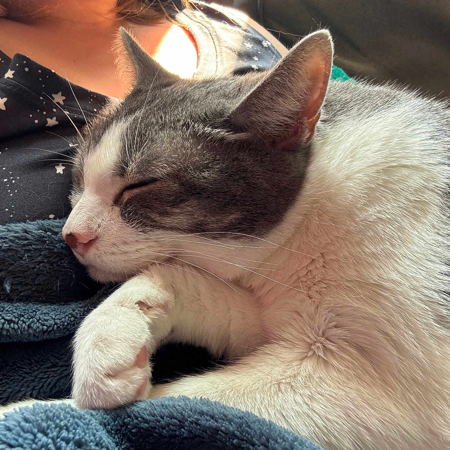 Phineas joined the competition — help win amazing prizes! cat, sleeping, feline, pet, closeup, blanket, cozy, indoor, person, shirt, star_pattern, fur, whiskers, paw, resting, nap, soft_texture, sunlight, warm_light, comfort