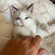 Boss a rejoint le concours — aidez-le/la à gagner de superbes lots ! kitten, cat, blue_eyes, paw, hand, blanket, soft, fluffy, cozy, indoor, cute, pet, animal, whiskers, fur, relaxing, resting, domestic, close_up, comfort