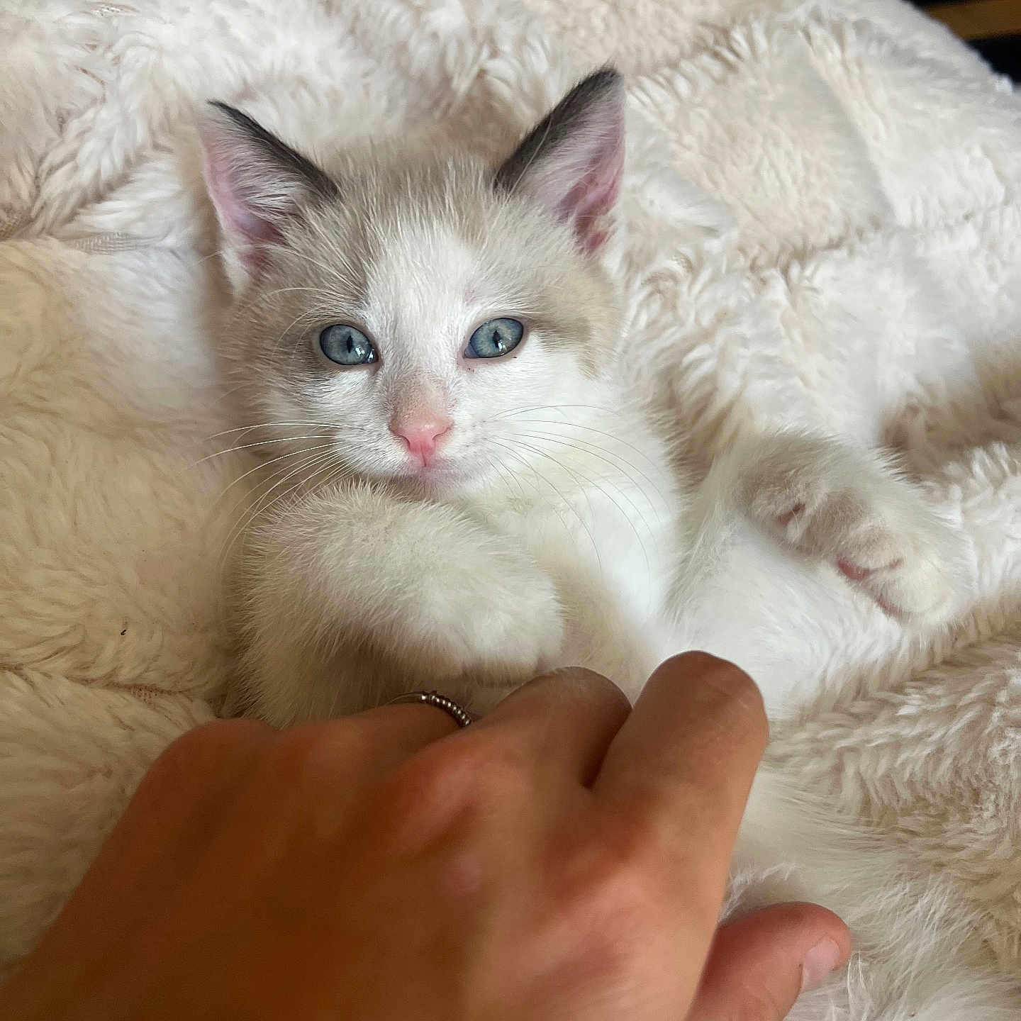 Boss a rejoint le concours — aidez-le/la à gagner de superbes lots ! kitten, cat, blue_eyes, paw, hand, blanket, soft, fluffy, cozy, indoor, cute, pet, animal, whiskers, fur, relaxing, resting, domestic, close_up, comfort