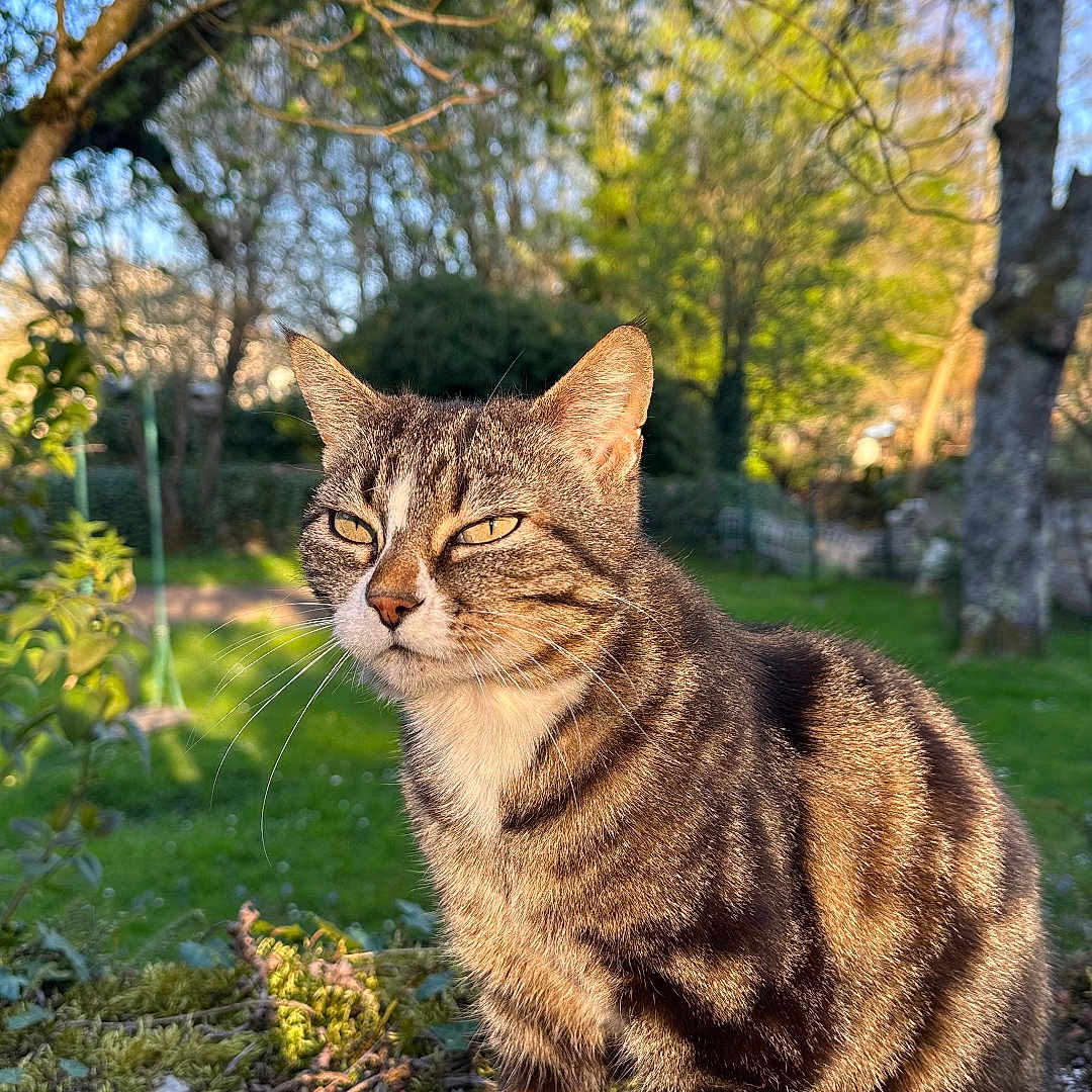Choupette